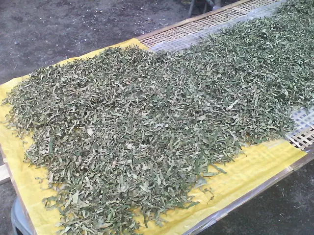 Minum seduhan daun sukun berkhasiat obati penyakit ginjal &amp; diabetes