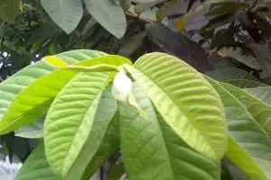 Daun jambu bisa jadi andalan untuk mempercantik penampilan kamu