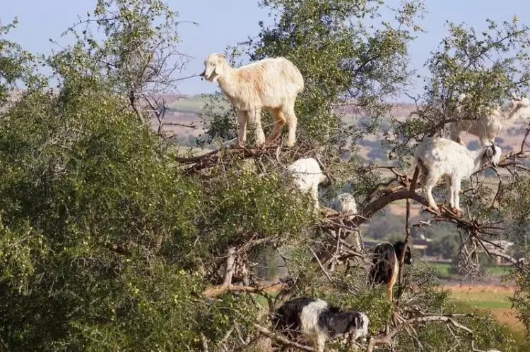 Ajaib, ada pohon 'berbuah' kambing 