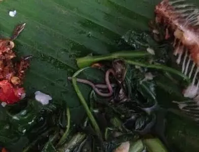 Temuan cacing tanah di cah kangkung hebohkan netizen