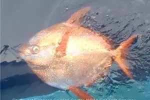 Opah, ikan berdarah panas pertama yang ditemukan di bumi