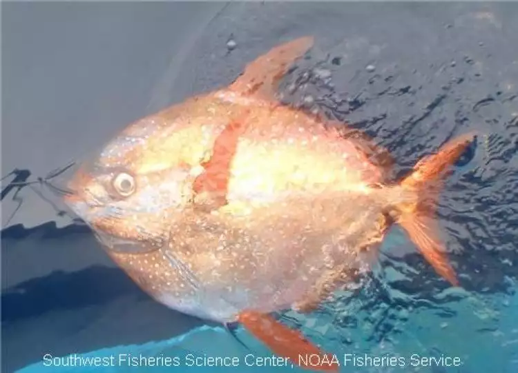 Opah, ikan berdarah panas pertama yang ditemukan di bumi