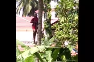 VIDEO: Panjat pohon kelapa semudah naik tangga