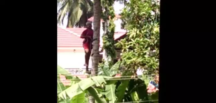 VIDEO: Panjat pohon kelapa semudah naik tangga