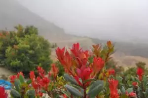 Tumbuhan penolong pendaki gunung, solusi jika kehabisan makanan