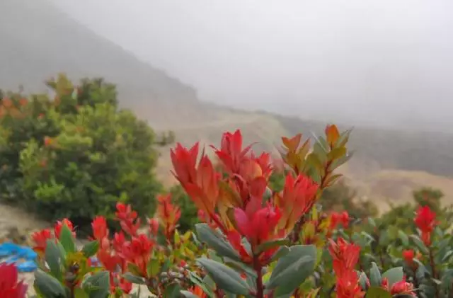 Tumbuhan penolong pendaki gunung, solusi jika kehabisan makanan