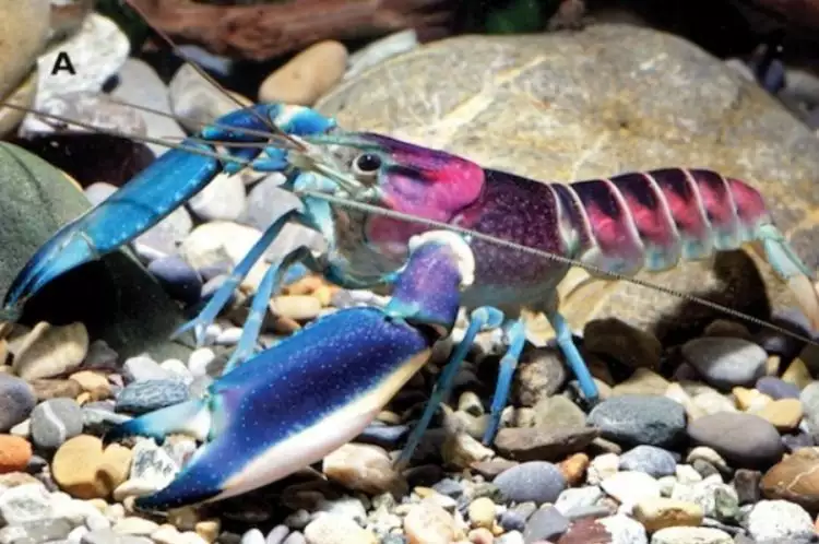 Lobster cantik asal Papua ini jadi primadona di Eropa dan Amerika
