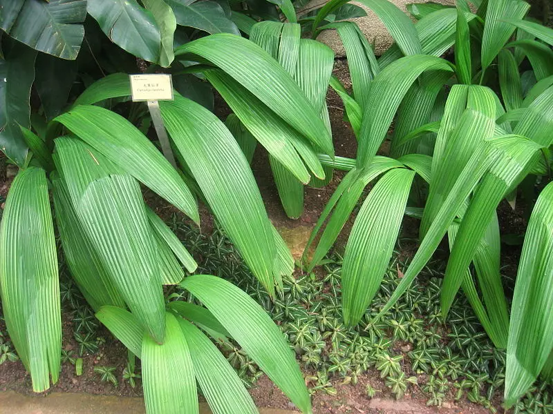 Kandungan tersembunyi dari tanaman gunung ini bisa jadi pengganti gula
