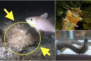 VIDEO: Seramnya cacing ganas pemangsa ikan! 