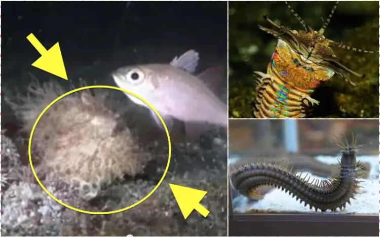 VIDEO: Seramnya cacing ganas pemangsa ikan! 