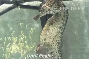 VIDEO: Mengagumkan! Inilah proses melahirkan kuda laut jantan