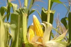 Selain dibikin bakwan, jagung juga bisa bikin kulit wajahmu kinclong