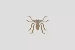 5 Fakta mengejutkan tentang laba-laba yang harus kamu tahu