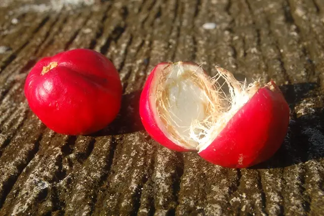 Buah simalakama, benarkah jika dimakan bisa bikin mati?