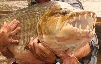 Goliath Tigerfish, monster air penguasa sungai tak takut bajul