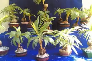 Tanaman hias unik usaha Juri Setyanto, bonsai pohon kelapa! 