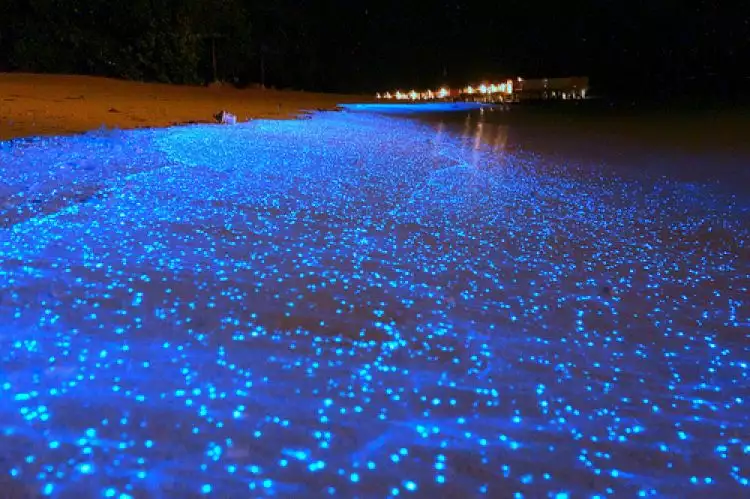 Fenomena pasir menyala biru di Maldives bikin turis melongo, keren!
