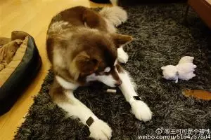 Anjing milik anak orang kaya di China pakai Apple Watch, gile bener!