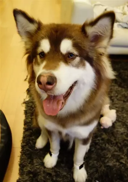 Anjing milik anak orang kaya di China pakai Apple Watch, gile bener!