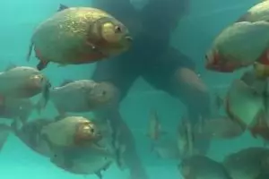VIDEO: Pria ini berendam di kolam berisi puluhan piranha