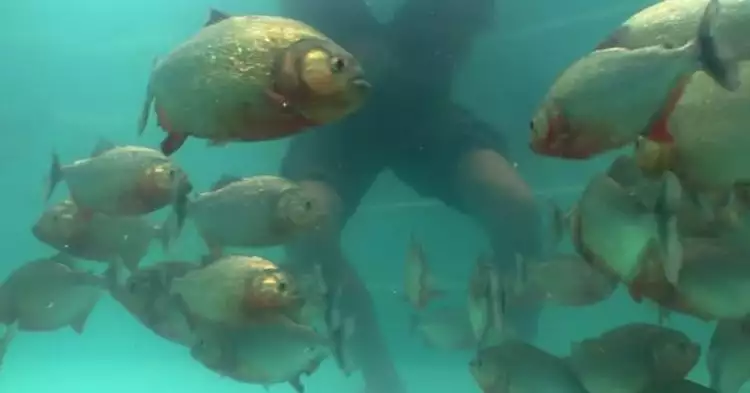 VIDEO: Pria ini berendam di kolam berisi puluhan piranha