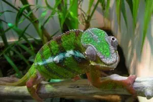 Terungkap! Bunglon mengubah warna kulit bukan untuk menghindari musuh