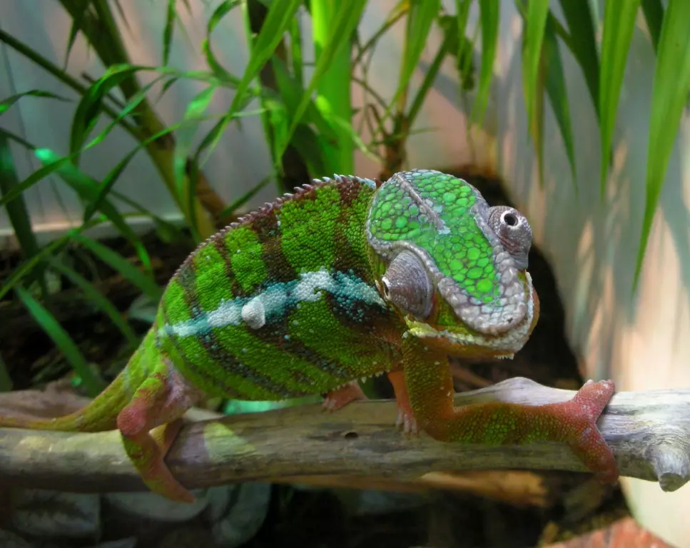 Terungkap! Bunglon mengubah warna kulit bukan untuk menghindari musuh