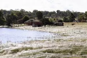 Ribuan laba-laba mendadak turun dari langit, Australia geger!