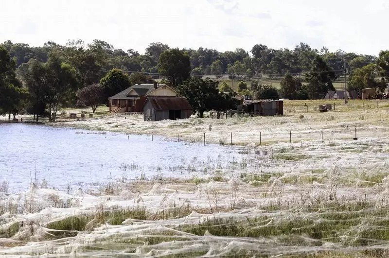 Ribuan laba-laba mendadak turun dari langit, Australia geger!