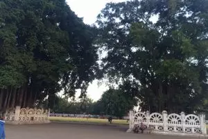 Berani terima tantangan melewati beringin kembar di Alkid Jogja?