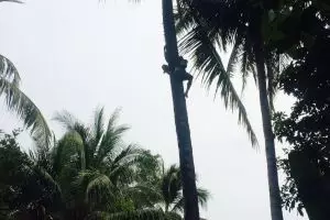 Kisah penderes nira, setiap hari 106 kali panjat pohon kelapa