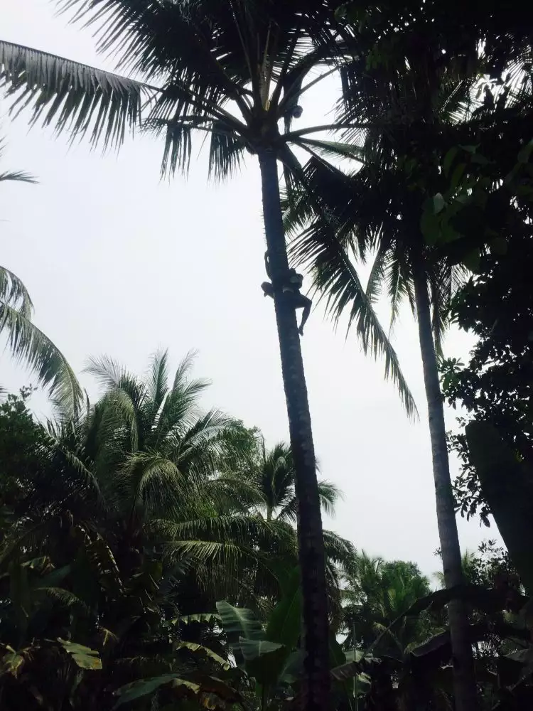 Kisah penderes nira, setiap hari 106 kali panjat pohon kelapa