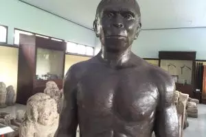 Menguak jejak manusia purba pertama di Indonesia, Homo Wajakensis