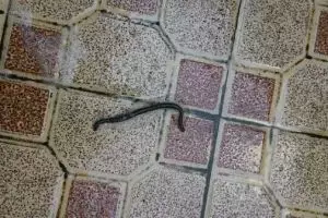 Heboh tiba-tiba banyak cacing keluar dari tanah!