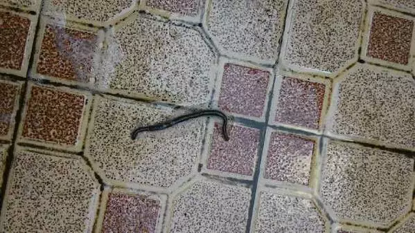 Heboh tiba-tiba banyak cacing keluar dari tanah!