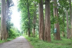 Inilah hutan Donoloyo, pemasok kayu jati zaman Majapahit
