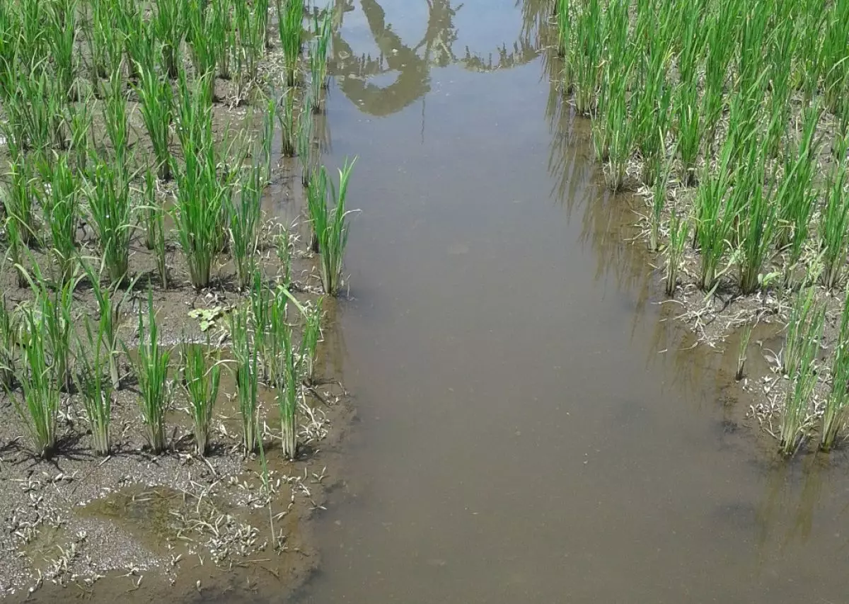 Tanam padi dan pelihara ikan, cara kreatif makmurkan petani