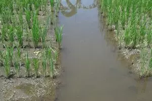 Tanam padi dan pelihara ikan, cara kreatif makmurkan petani