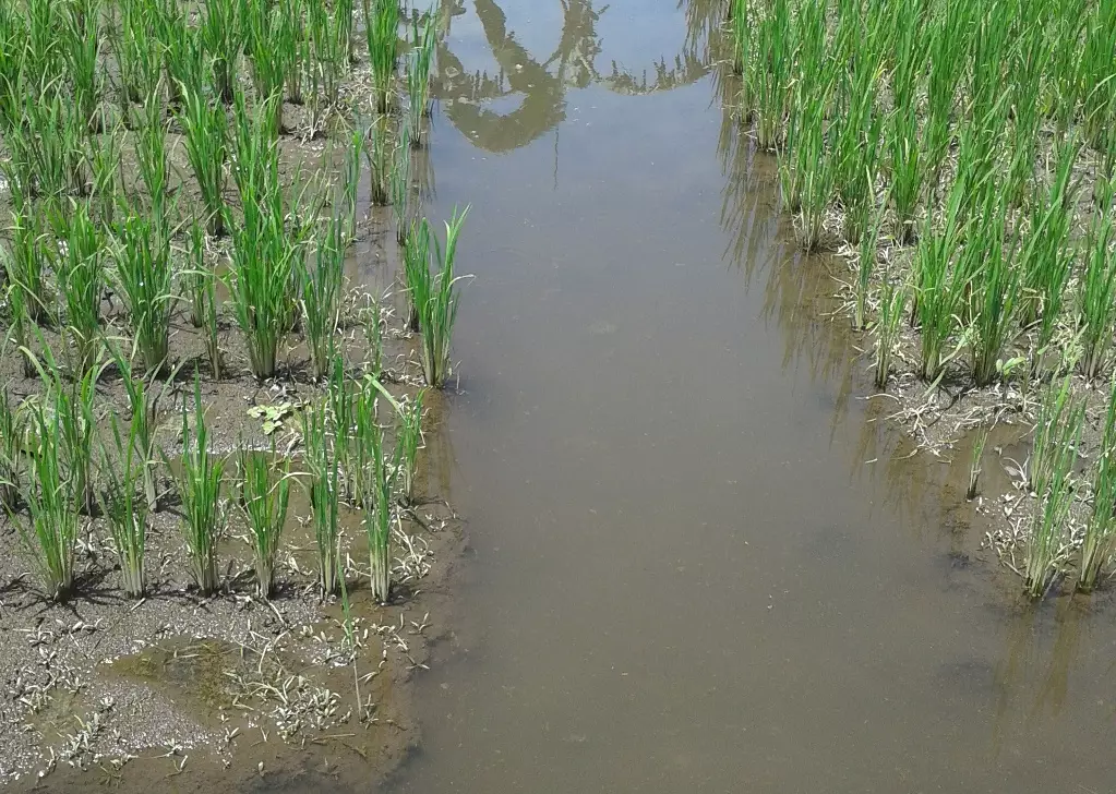 Tanam padi dan pelihara ikan, cara kreatif makmurkan petani