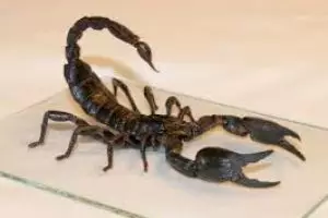 Sisi lain kalajengking, mujarab untuk pengobatan hingga jadi piaraan