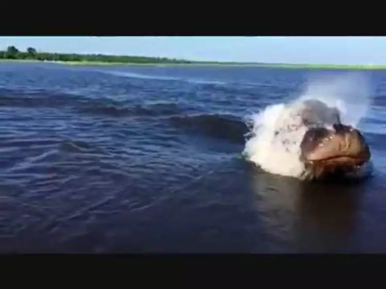 VIDEO: Hewan apakah ini, monster lautkah?