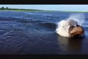 VIDEO: Hewan apakah ini, monster laut?