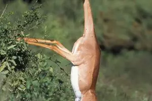 Kenali 7 satwa unik dan menarik ini