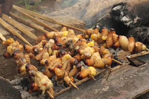 Ini kuliner yang membuatmu terperanjat, sate ulat sagu!