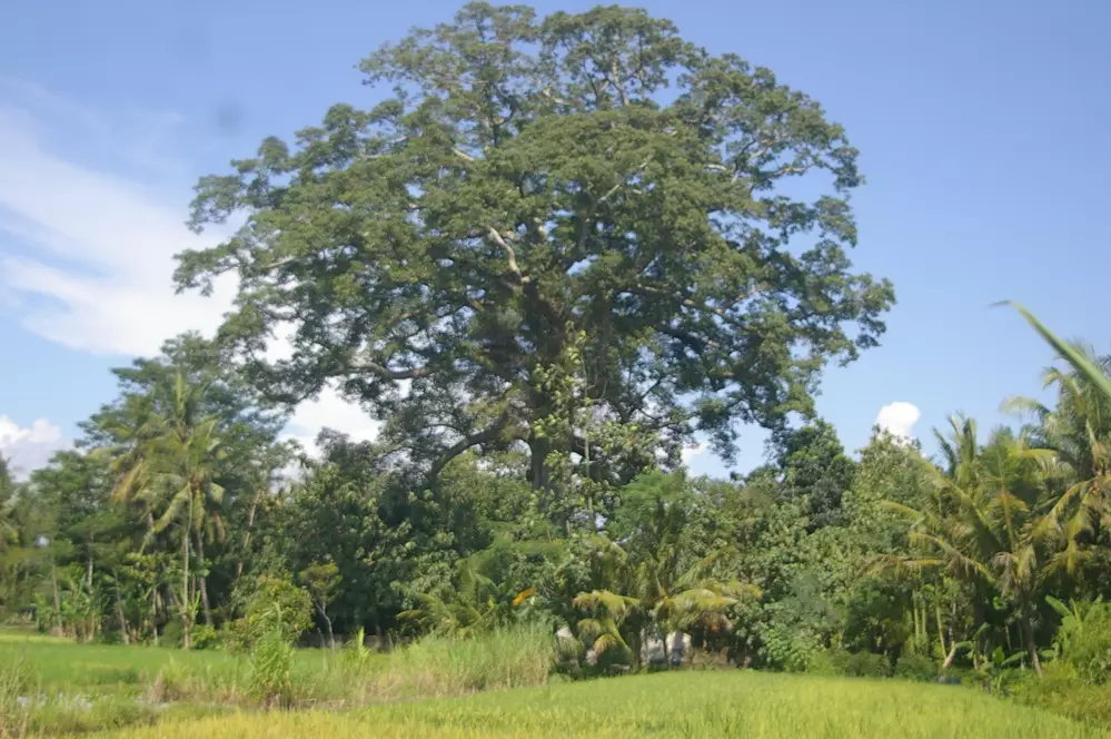 Saking besarnya butuh 20 orang mengukur diameter pohon ini