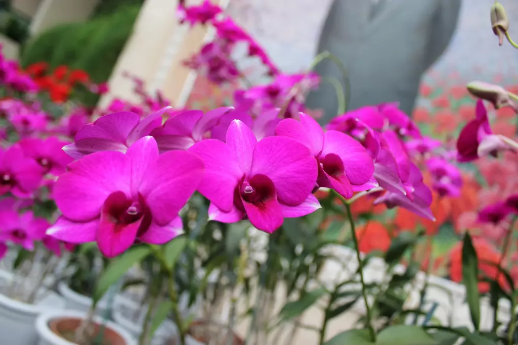 Bunga nasional Korea Utara ternyata dari Indonesia, begini sejarahnya