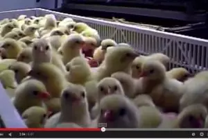 VIDEO: Di balik industri olahan daging, speechless!