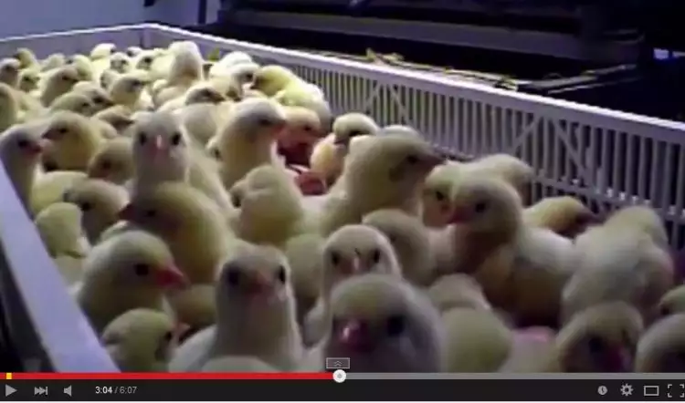 VIDEO: Di balik industri olahan daging, speechless!