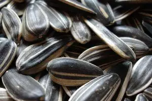 Wow, ini dia manfaat kesehatan biji bunga matahari alias kuaci