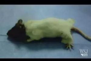 Tikus putih berkepala cokelat, hewan jadi-jadiankah?